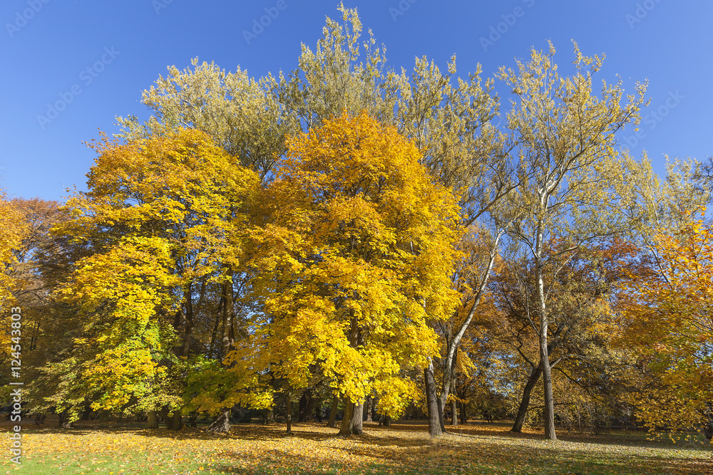 Autumn in the park, colorful trees Autumn in the park, colorful trees