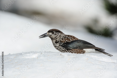 nutcracker in the snow photo