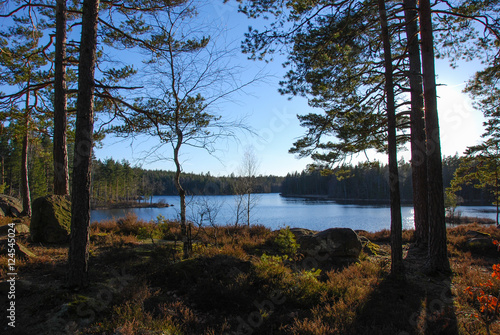 Backlight scene by a lake in the woods © Birgitta