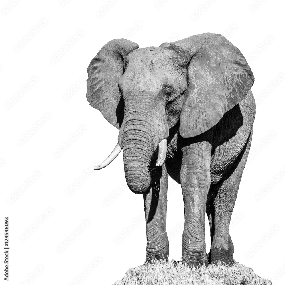 Obraz premium Huge african elephant standing on in the grass and eating. Isolated on white background. . Black and white image.