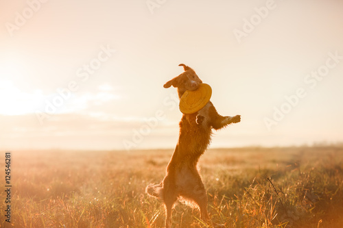 Fototapeta Naklejka Na Ścianę i Meble -  Dog Nova Scotia Duck Tolling Retriever