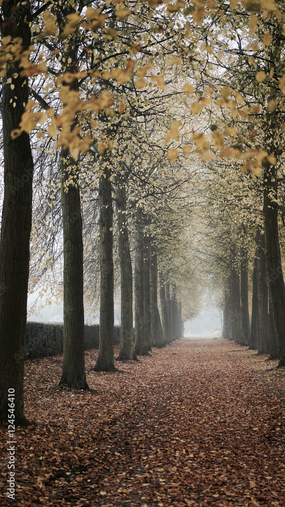 Naklejka premium A foggy day in the park