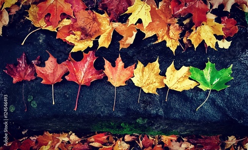 Beautiful Fall leaves 