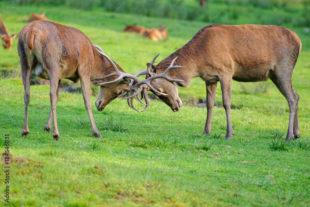 deer photographed in its natural environment. deer photographed in its natural environment.