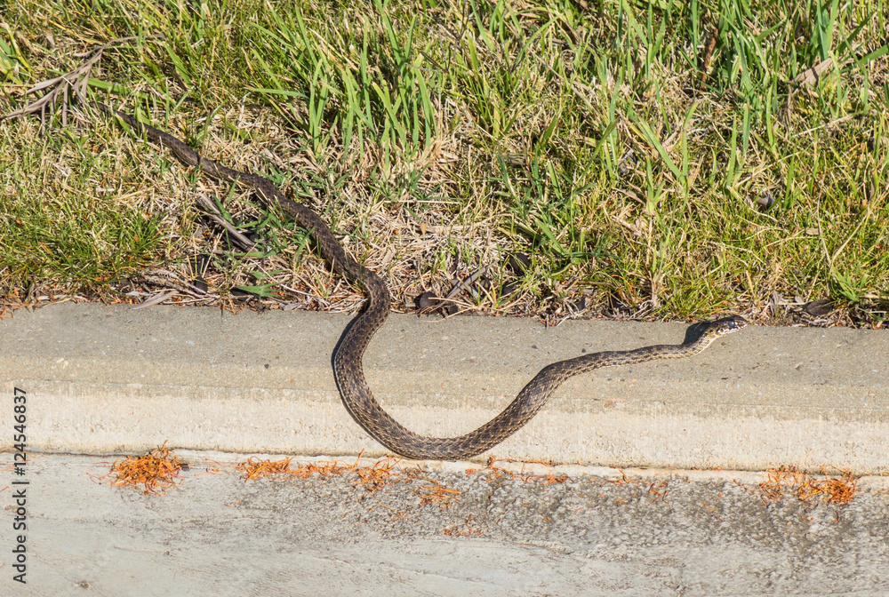 Obraz premium A wild brown grass snake on the roadside in Spain, Andlaucia.