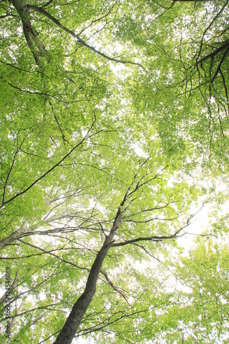 Wallpaper Mural Trees Torontodigital.ca