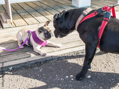 A Staffordshire bull terrier dog meets and greats a puppy Boston Terrier. The dog is wearing the red harness and the puppy a pink harness.