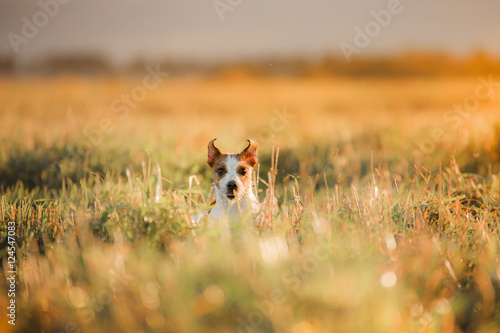 Fototapeta Naklejka Na Ścianę i Meble -  Dog Jack Russell Terrier