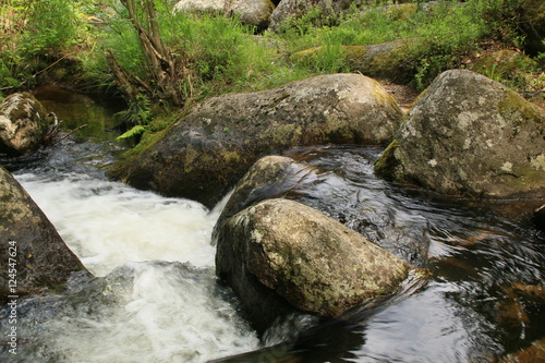 Wallpaper Mural Forest river Torontodigital.ca