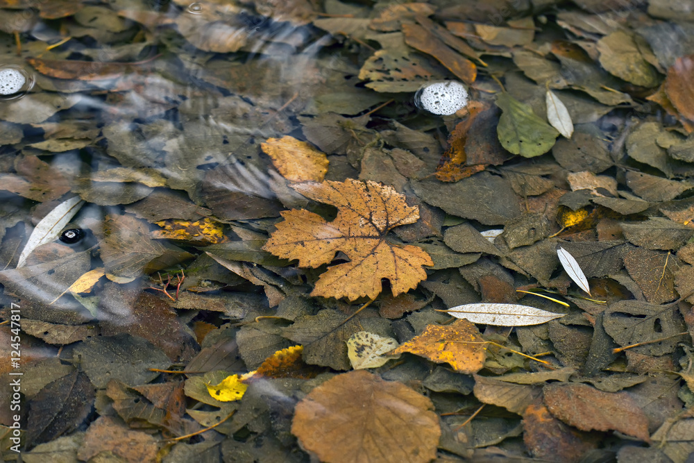fallen leaves on the bottom of the river autumn natural background