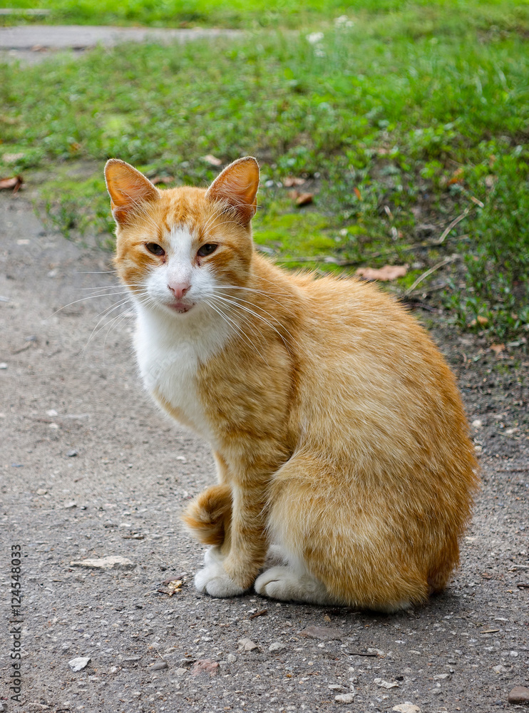 Red-headed cat