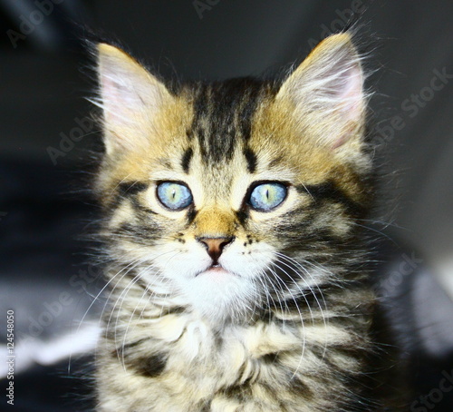 chaton aux yeux bleus ,très beau,portrait