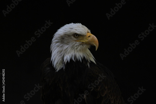 Bald Eagle heraldic animal of the United States of America