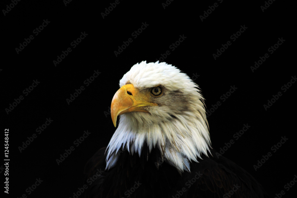 Obraz premium Bald Eagle heraldic animal of the United States of America