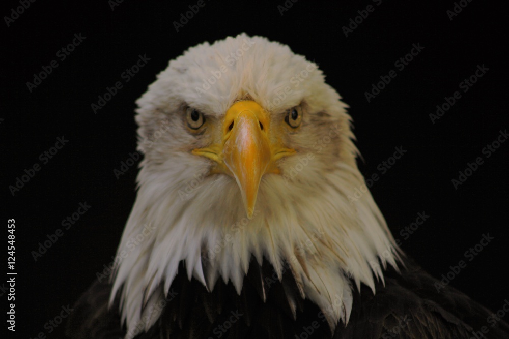 Bald Eagle heraldic animal of the United States of America Bald Eagle heraldic animal of the United States of America
