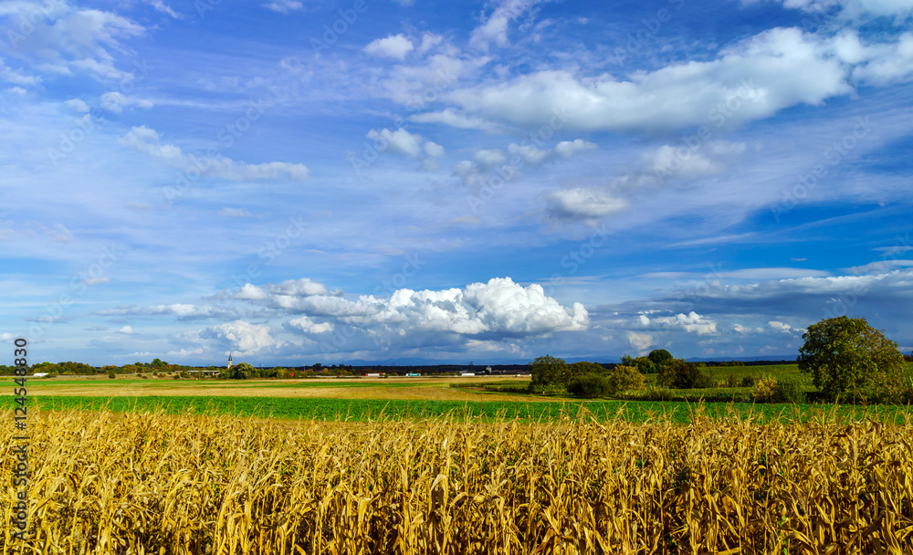Ripe corn and vivid blue sky with beautiful clouds Ripe corn and vivid blue sky with beautiful clouds