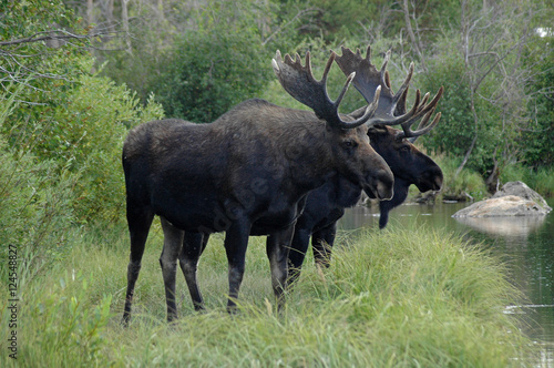 Fototapeta Naklejka Na Ścianę i Meble -  Double Moose