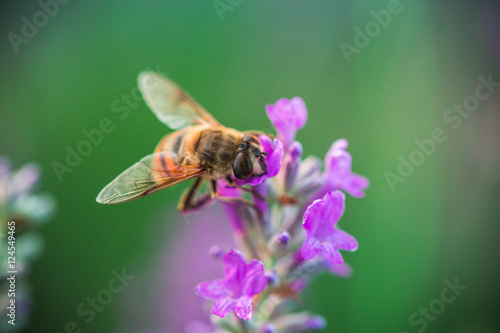 Bee on lavender flower in the field