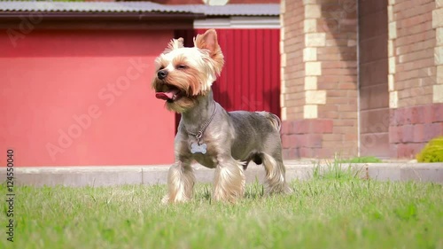 The ridiculous yorkshire terrier yawns