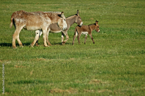 Donkey/Mule Family