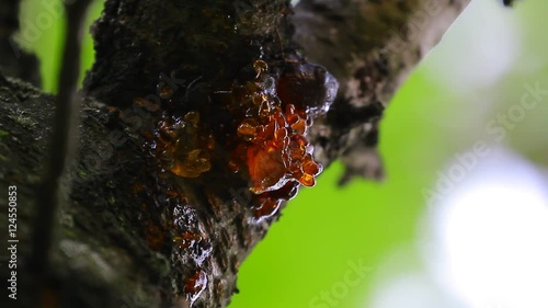 Cherry resin with green background