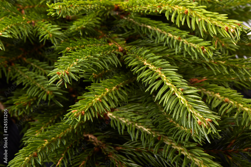Fir. Fir-tree. Fir. Fir-tree.
