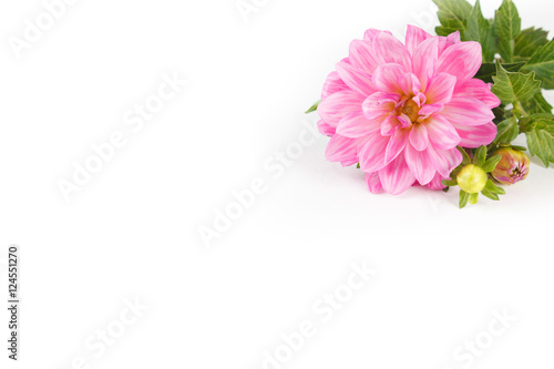 Pink dahlia flower isolated on white background 
