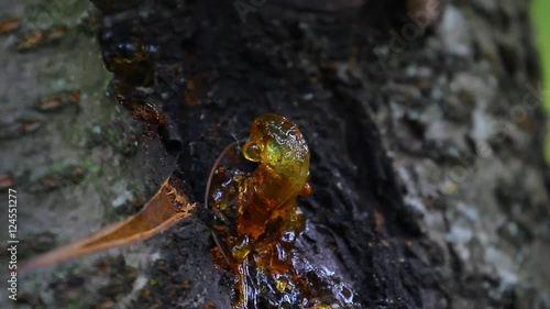 Cherry resin macro close up view