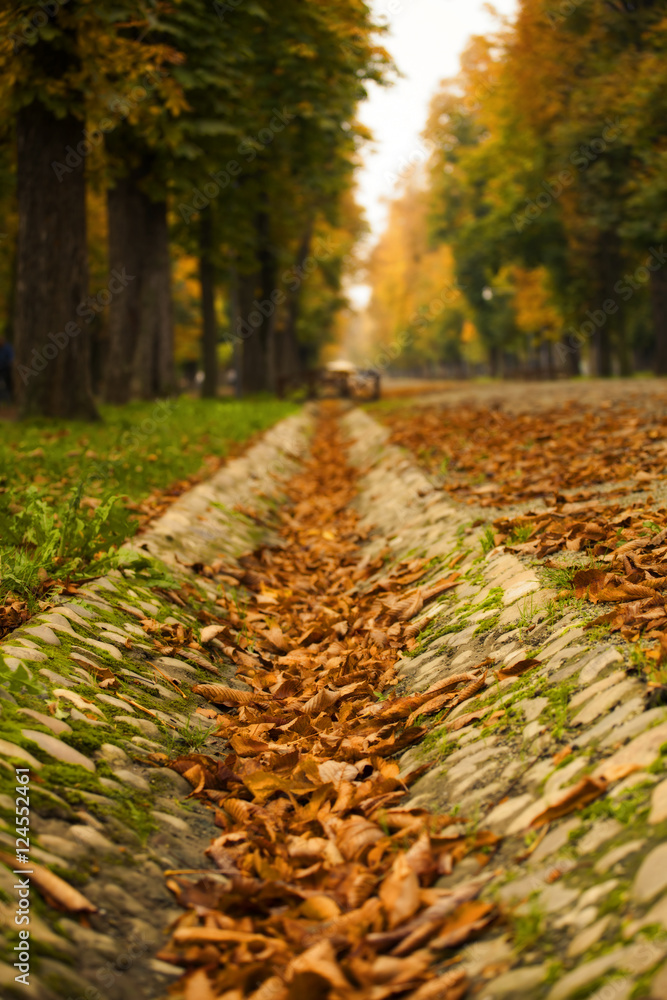 Autumn leaves on the ground Stock Photo | Adobe Stock