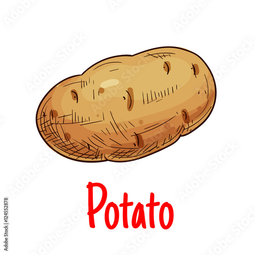 Potato tuber vegetable sketch icon