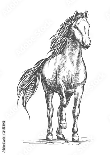 Sketched vector portrait of horse