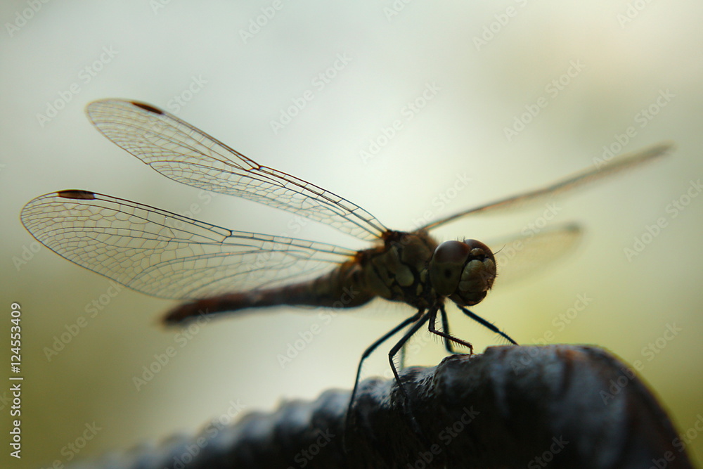 Dragonfly
