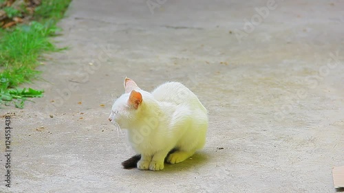 White cat standing on the concrete