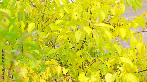 Walnut branches with yellow leafs swinging on the wind.