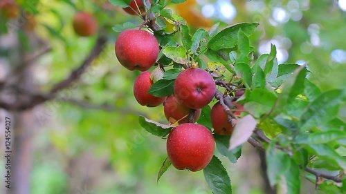 Red apples slowly swinging on the wind macro close up view