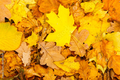 Autumn. Yellow leaves fall background.