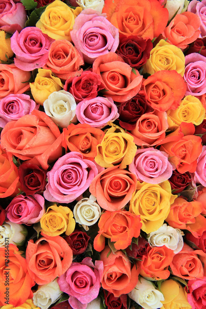 Multicolored wedding roses Multicolored wedding roses