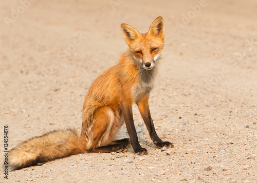Red fox (Vulpes vulpes) sitting on a dirt road in Algonquin Park, Canada
