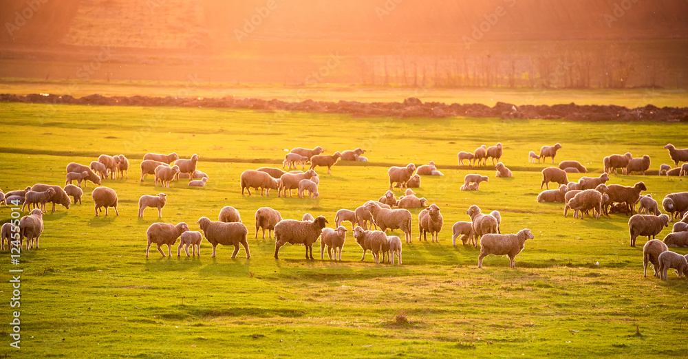 Naklejka premium Flock of sheep at sunset