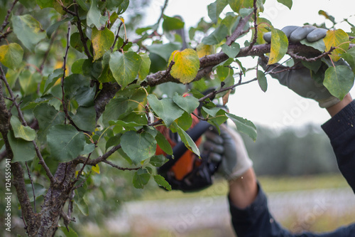 Wallpaper Mural Potatura agricola Torontodigital.ca