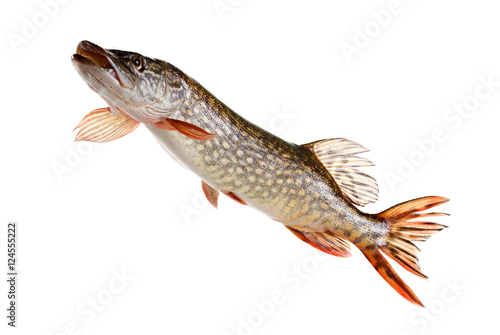 Pike fish on a white background