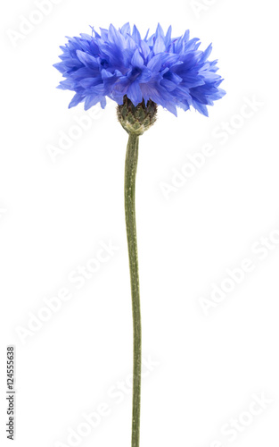 Blue Cornflower Herb or bachelor button flower head isolated on