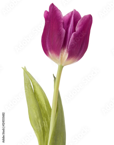 lilac tulip flower head isolated on white background