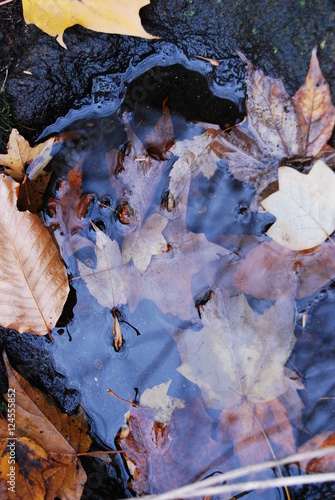 Autumn Colors - Leaves