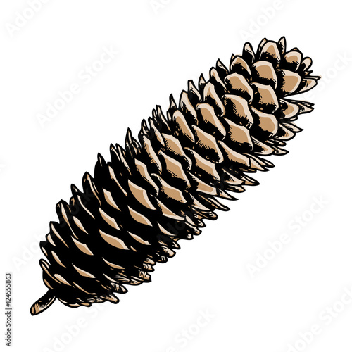 Watercolor painted and hand drawn inked realistic pinecone. Christmas hand drawn and painted fir cone.