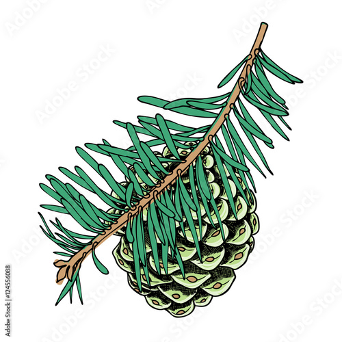 Watercolor painted and hand drawn inked conifer, pinecone, pine, spruce, cedar, Design for Christmas. Imitation. Christmas handmade fir cone.