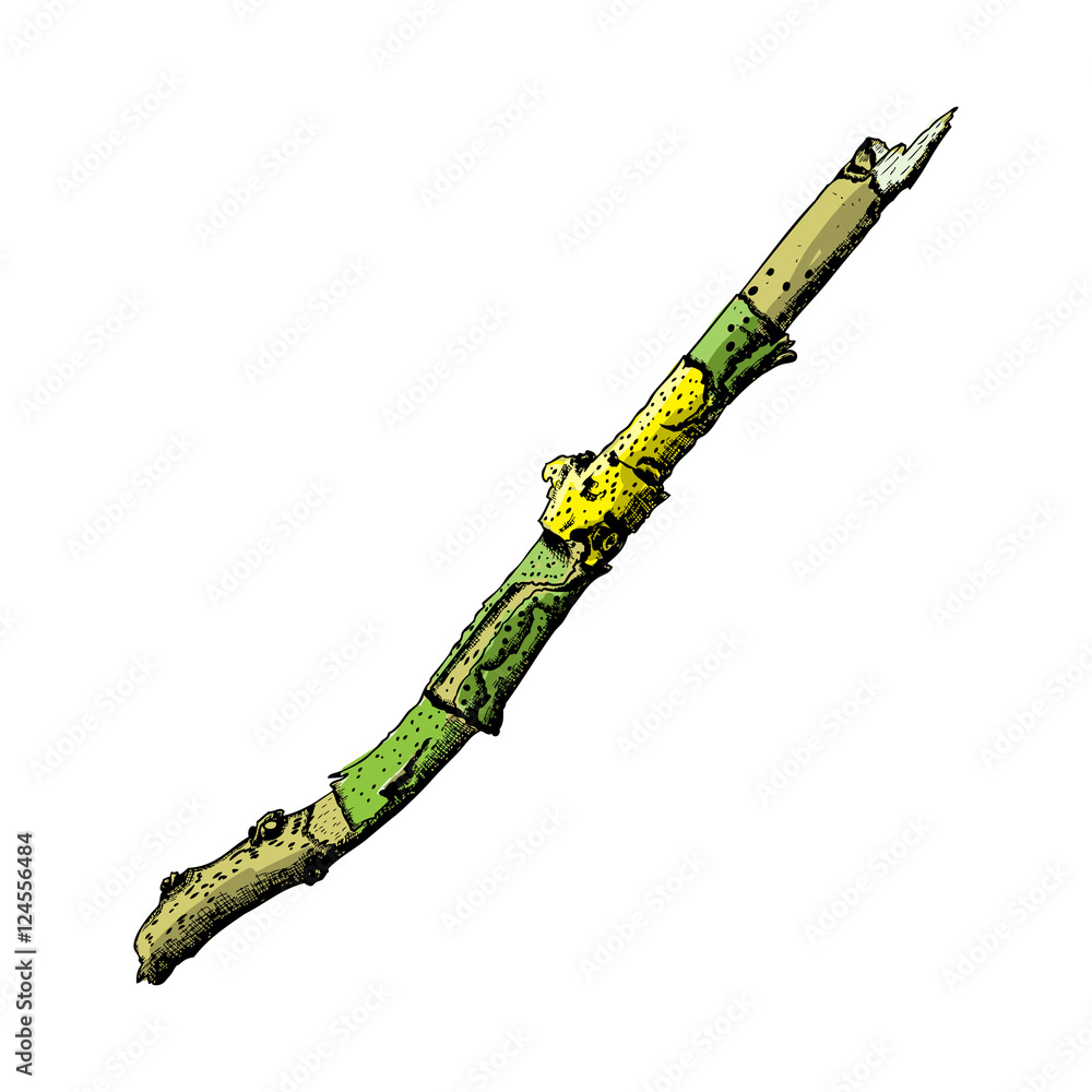 Fototapeta premium Hand painted watercolor imitation and drawn twig, tree branch isolated on white background.