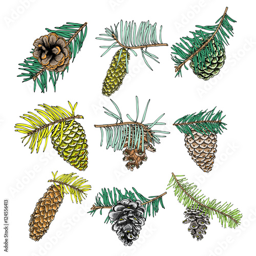 Set of watercolor painted and hand drawn inked conifer, pinecone, pine, spruce, cedar, Design for Christmas. Imitation. Christmas handmade fir cone.