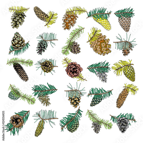Set of watercolor painted and hand drawn inked conifer, pinecone, pine, spruce, cedar, Design for Christmas. Imitation. Christmas handmade fir cone.