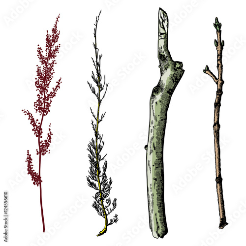 Hand painted wood twig set, ink rustic design elements collection. Dry wood tree branch and wooden twig bundle. Detailed and precise watercolor imitation driftwood twigs set. 